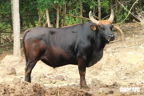 12 năm nghiên cứu, đàn bò tót lai ở Ninh Thuận đi vào bế tắc  - Ảnh 1.