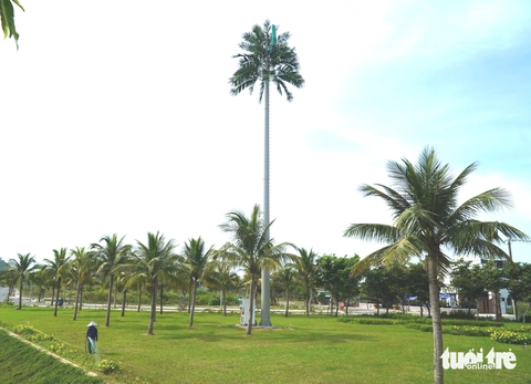 dừa - Ảnh 1.