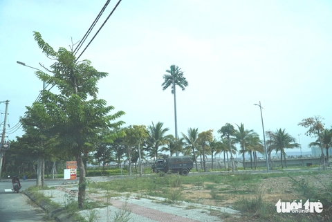dừa - Ảnh 3.