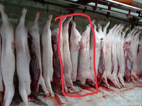 Bộ Công an vào cuộc vụ Công ty C.P. Việt Nam bị ‘tố’ bán thịt heo bệnh - Ảnh 1.