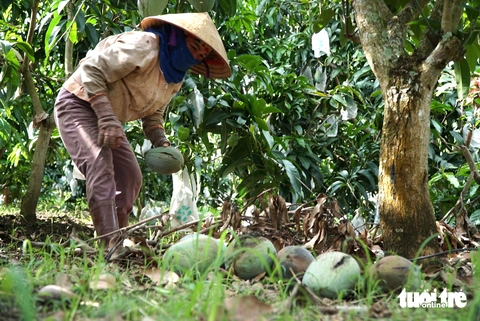 xoài rớt giá - Ảnh 1.