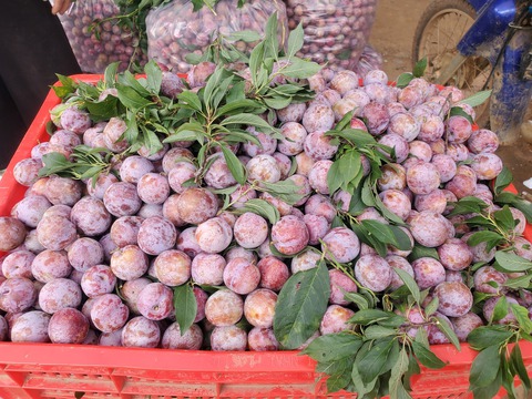 Mận hậu Mộc Châu giá 2.000 đồng/kg, vắng bóng người mua, cần giải cứu? - Ảnh 3.