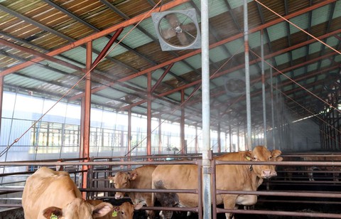 Hàn Quốc chứng kiến số vật nuôi chết do nắng nóng tăng đột biến - Ảnh 3.