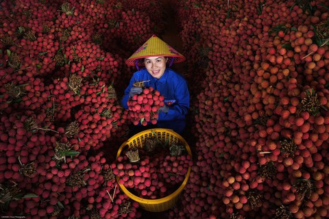 Chợ vải thiều ở Bắc Ninh 'gây sốt' nhờ bộ ảnh đẹp như phim trường - Ảnh 5.