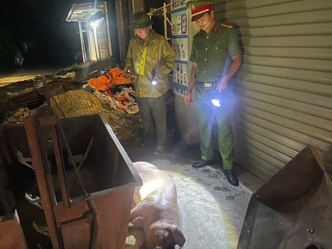 dịch tả heo - Ảnh 1.