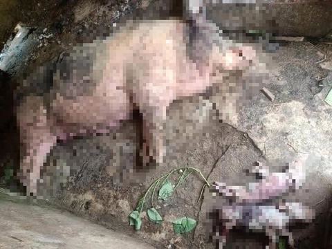 Người chăn nuôi cần làm gì để phòng, chống bệnh dịch tả heo châu Phi? - Ảnh 3.