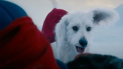 Siêu khuyển Krypto tạo cơn sốt nhận nuôi chó sau khi Superman công chiếu - Ảnh 2. Superman - Ảnh 2.