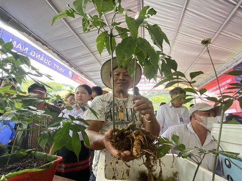 sâm Ngọc Linh - Ảnh 1.