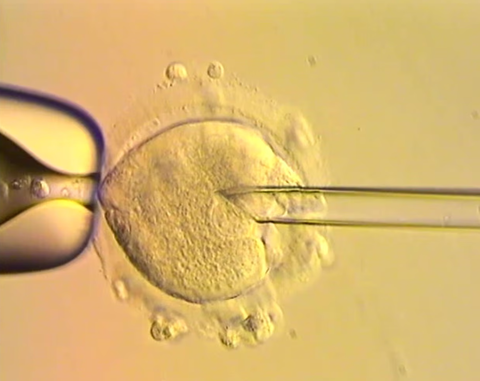 Đột phá IVF ở Anh: Mẹ có đột biến trong ti thể, 8 em bé vẫn chào đời khỏe mạnh - Ảnh 1.