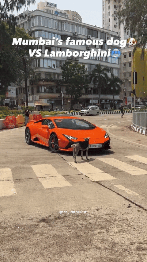Chú chó kiên quyết chặn đầu Lamborghini: 'Siêu bò' đánh lái đến đâu, 'boss' chắn đến đấy - Ảnh 1.