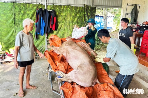 dịch tả heo châu Phi - Ảnh 3.