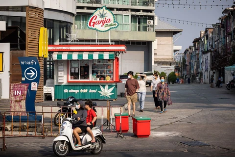 cần sa - Ảnh 3.