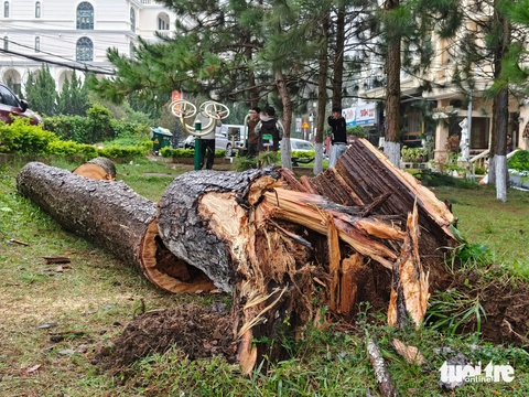Thông ngã đè nát ô tô của du khách đi chơi tại Đà Lạt- Ảnh 3. Đà Lạt - Ảnh 2.