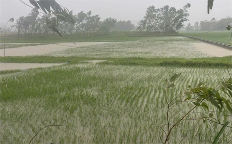 Bão số 3 Wipha gây mưa có nơi trên 400mm, gần 7.200ha lúa ở Thanh Hóa bị ngập - Ảnh 1.