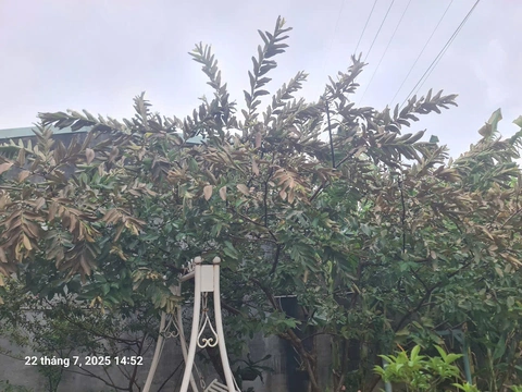 Rò rỉ hóa chất từ Nhà máy bột giặt VICO, người dân bị ngất phải đi viện - Ảnh 2.