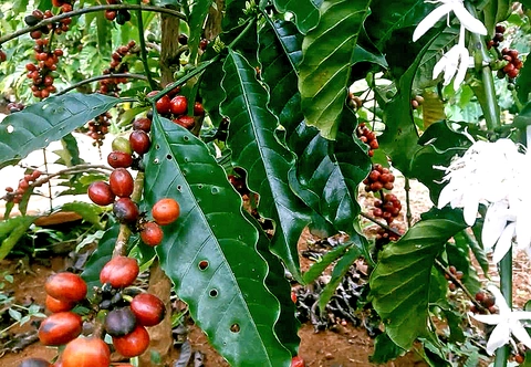Giá cà phê đã tăng trở lại sau nhiều phiên giảm - Ảnh 1.