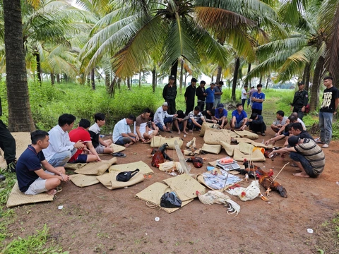 đá gà - Ảnh 1.