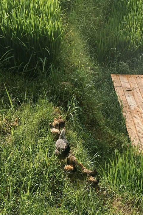 Khung cảnh tuyệt đối điện ảnh mùa lúa xanh ở Sa Pa - Ảnh 4. mùa lúa - Ảnh 4.