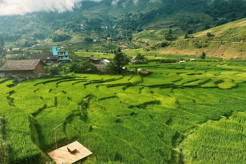 Khung cảnh tuyệt đối điện ảnh mùa lúa xanh ở Sa Pa - Ảnh 1. mùa lúa - Ảnh 1.