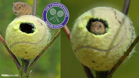Wimbledon - Ảnh 1.