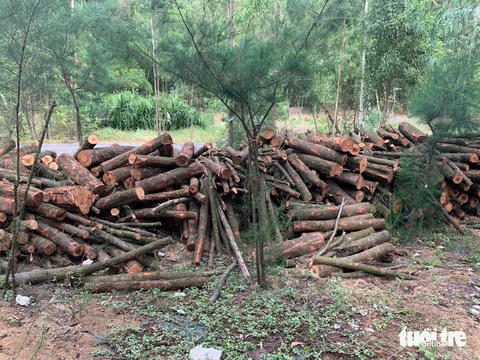 rừng phòng hộ - Ảnh 6.