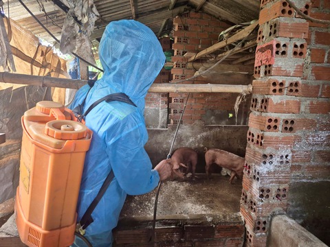 dịch tả heo - Ảnh 1.