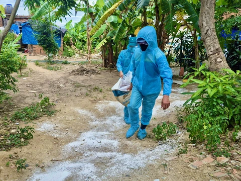 dịch tả heo - Ảnh 2.