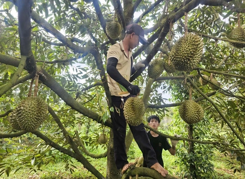 Giá sầu riêng tăng nhẹ sau thông tin tích cực từ thị trường Trung Quốc - Ảnh 1.