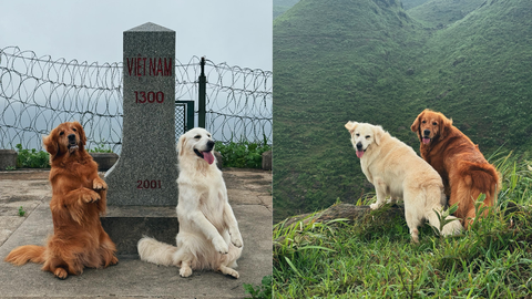 Bình Bông Bụp: Một người hai chó rong ruổi khắp Việt Nam - Ảnh 8. Bình Bông Bụp - Ảnh 8.