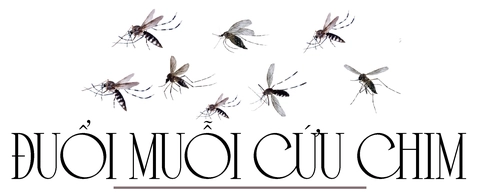 Lấy muỗi trị muỗi - Ảnh 1.
