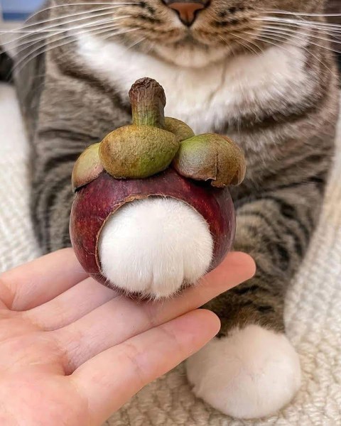 yêu động vật - Ảnh 3.