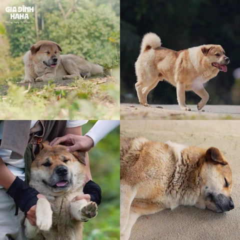 Gấu- chú chó đáng yêu trong Gia đình Haha là 'Tứ đại quốc khuyển' - Ảnh 2. Gia đình Haha - Ảnh 2.