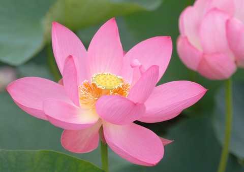 hoa sen - Ảnh 1.