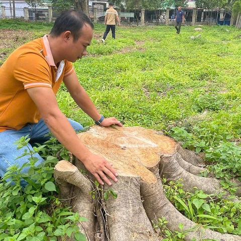 Cây xanh trong trụ sở xã liên tiếp bị cưa bán, việc nhỏ nhưng xấu xí- Ảnh 1. Gia Lai lại thêm 2 vụ lãnh đạo xã cho cưa bán cây xanh trong trụ sở - Ảnh 1.