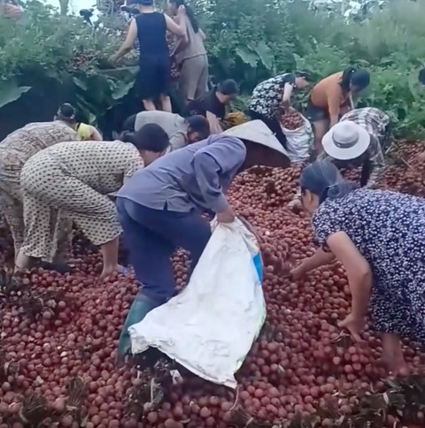 hôi của - Ảnh 1.