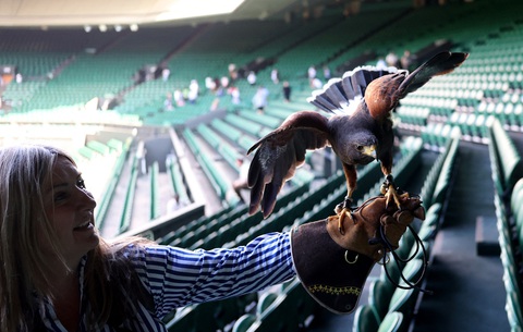 Wimbledon gặp khủng hoảng bất ngờ vì... một chú chim - Ảnh 1.
