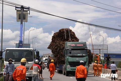 cây đa - Ảnh 4. cây đa - Ảnh 4.