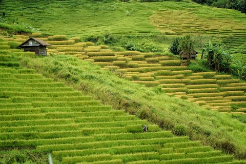 Ngỡ ngàng mùa vàng ở Ngọc Linh, bức tranh tuyệt sắc giữa đại ngàn Quảng Ngãi - Ảnh 9.