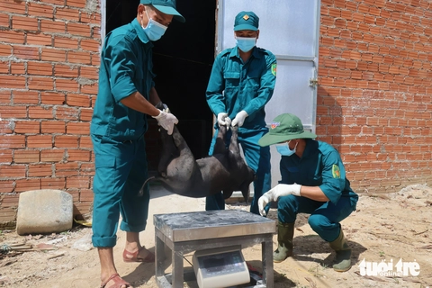 dịch tả châu Phi - Ảnh 2.