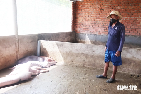 dịch tả châu Phi - Ảnh 3.