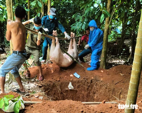 Theo chân đội xử lý heo bị dịch tả châu Phi - Ảnh 5.