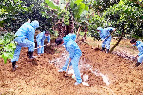 Cấp tốc ngăn dịch tả heo châu Phi- Ảnh 2.