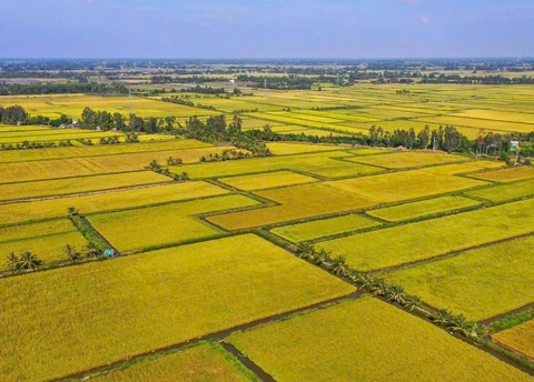 giá gạo - Ảnh 1.