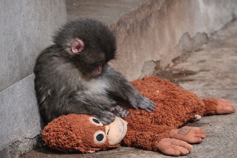 Thú bông của khỉ Punch tăng giá gấp 16 lần vẫn 'cháy hàng' - Tuổi Trẻ Online