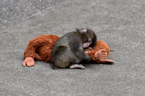 C&aacute;i &ocirc;m 'g&acirc;y b&atilde;o' của ch&uacute; khỉ Punch khiến th&uacute; b&ocirc;ng IKEA ch&aacute;y h&agrave;ng, gi&aacute; vọt  16 lần - Tuổi Trẻ Online