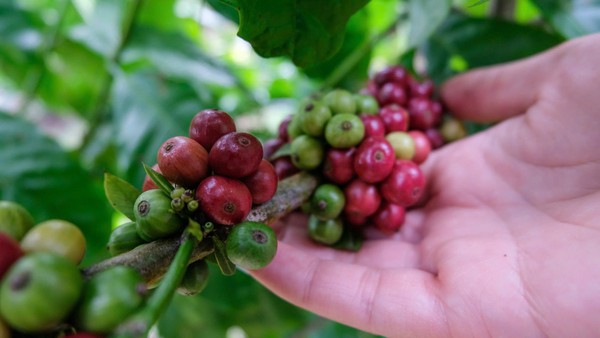 Your next cup of coffee could come at a higher price.