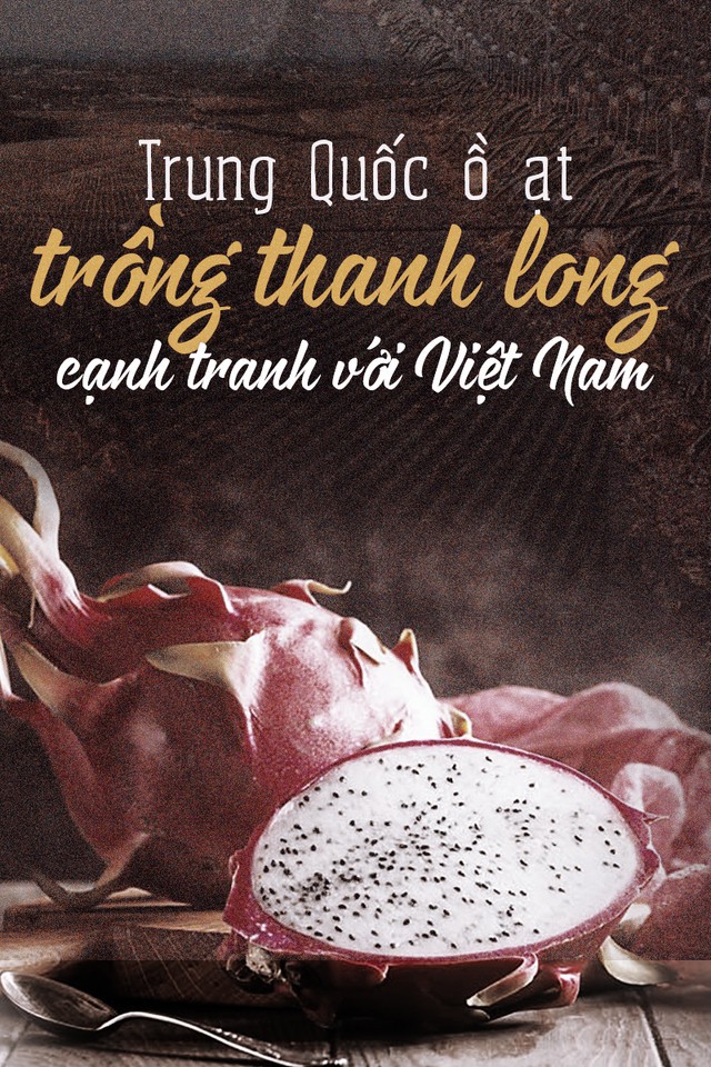 Trung Quốc ồ ạt trồng thanh long cạnh tranh với Việt Nam