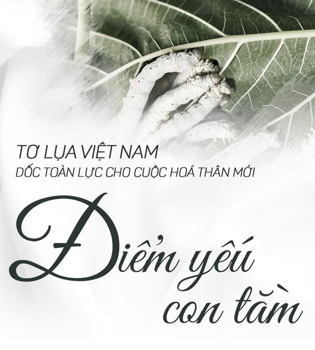 Tơ lụa Việt Nam: Lỗi tại con tằm?