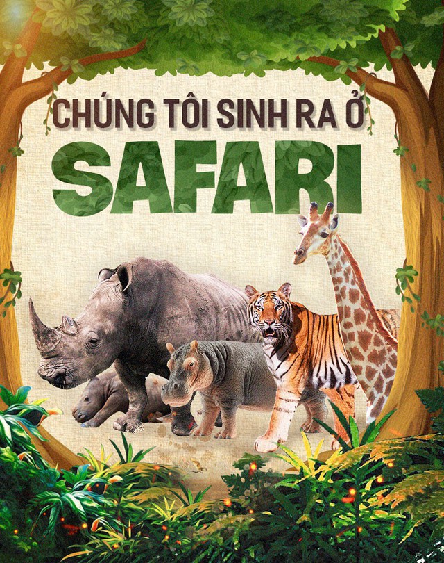 Chúng tôi sinh ra ở Safari