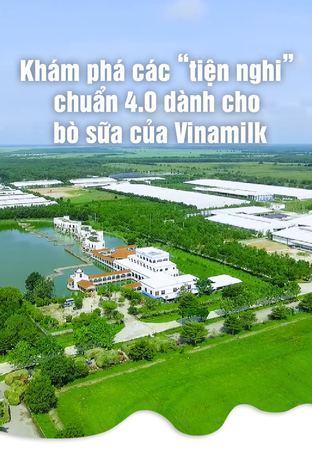 Khám phá các 'tiện nghi' chuẩn 4.0 dành cho bò sữa của Vinamilk